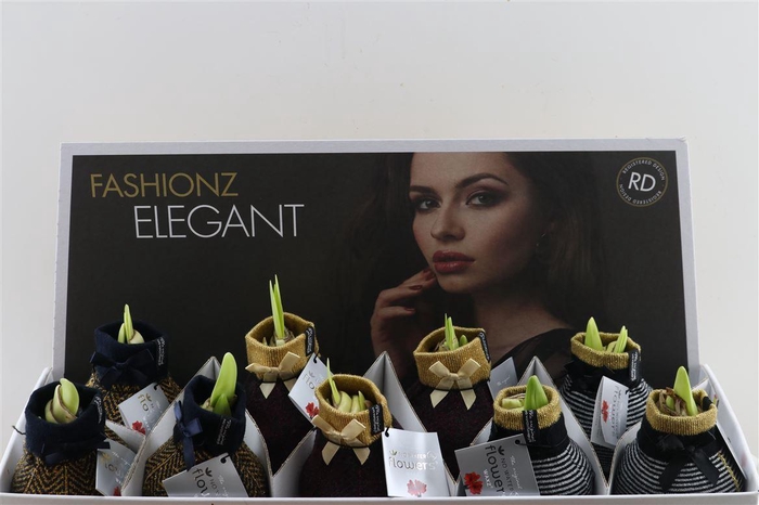 <h4>HIPPEASTRUM WAX ELEGANT MIX</h4>