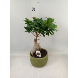 Ficus microcarpa 'Ginseng'
