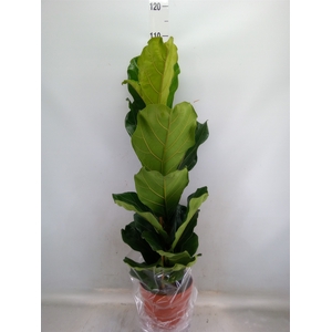 Ficus lyrata