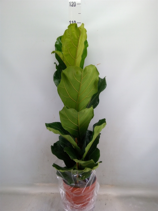 <h4>Ficus lyrata</h4>