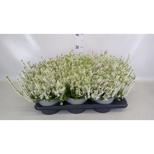 Calluna vulg. 'Beauty L Venca'