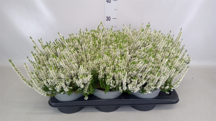 <h4>Calluna vulg. 'Beauty L Venca'</h4>