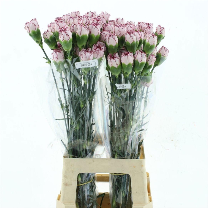 <h4>DI ST MARIPOSA</h4>