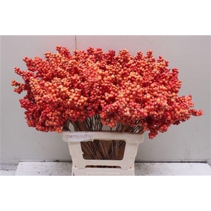 Bes Op Stok Oranje Herfst