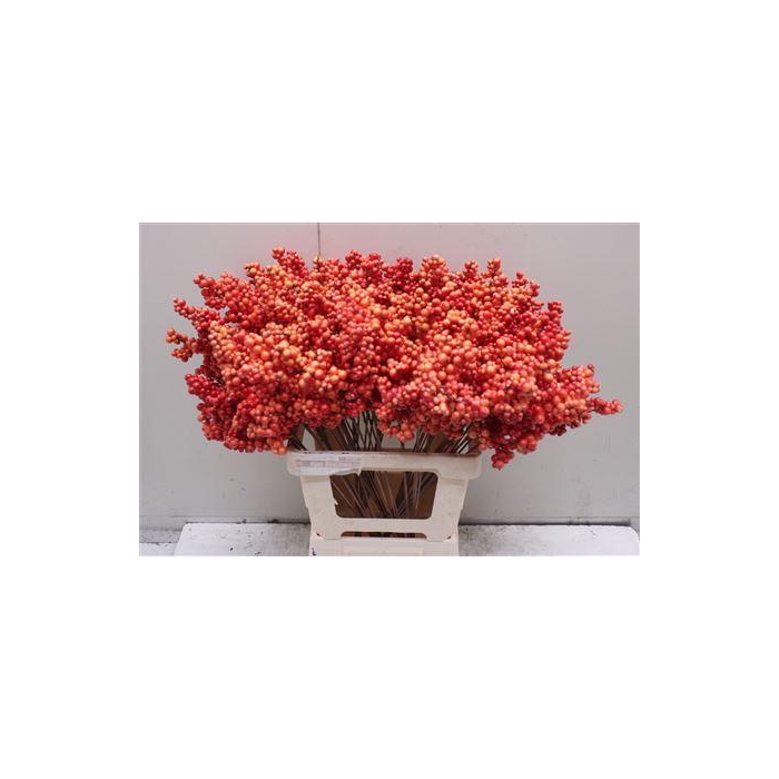 <h4>Bes Op Stok Oranje Herfst</h4>
