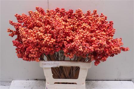 Bes Op Stok Oranje Herfst