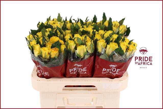 <h4>R GR LA DORADA</h4>