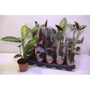 arr8 Calat Gem 3 Srt