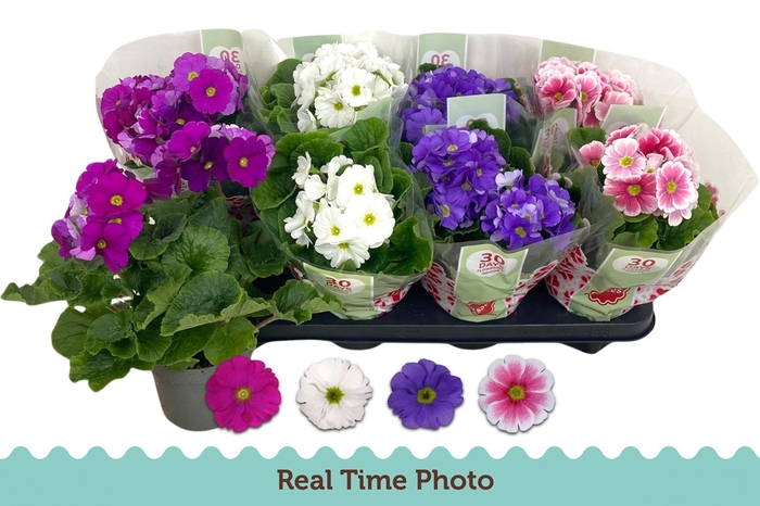 <h4>PRIM OB TM GEM</h4>