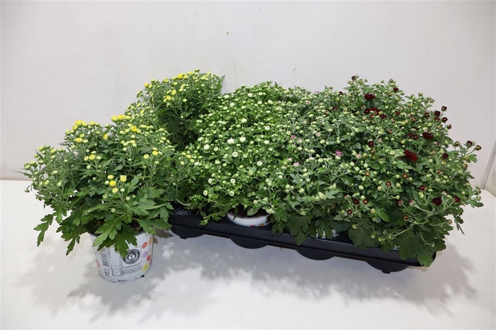 <h4>Chrys Garden Mums Gm</h4>