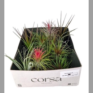 Tillandsia Ionantha Mix X20