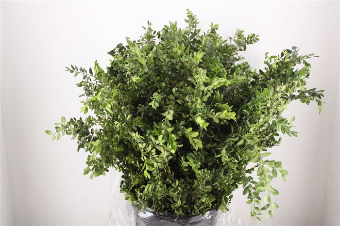 Buxus Green P Bunch