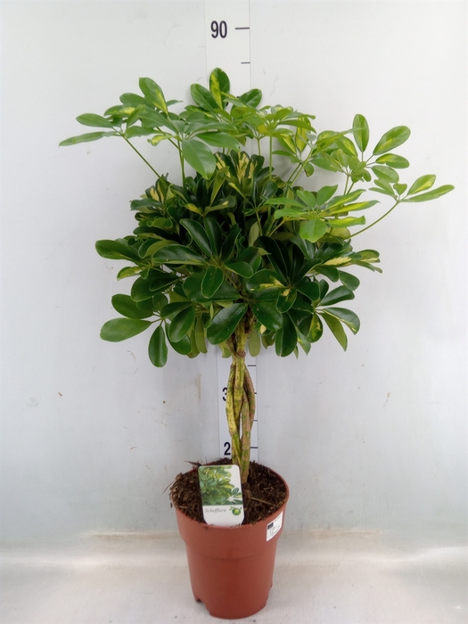 <h4>Schefflera arbor. 'Compacta'</h4>