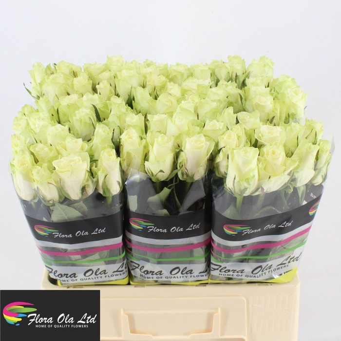 <h4>ROSA GR 'ATHENA'</h4>