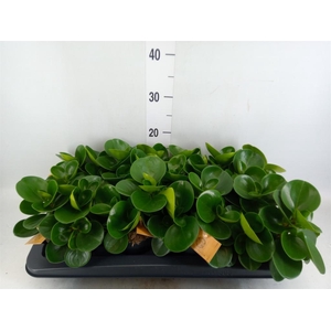 Peperomia obt. 'Green Gold'