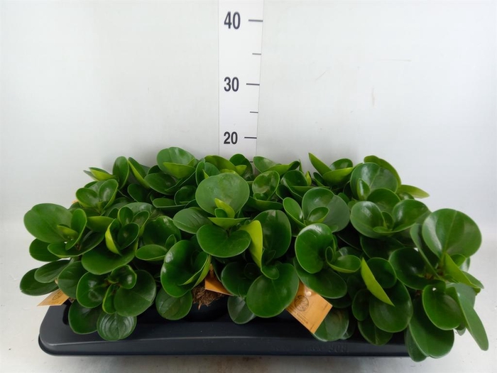 <h4>Peperomia obt. 'Green Gold'</h4>