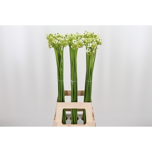 Ornithogalum Saundersiae