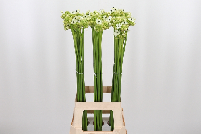 <h4>Ornithogalum Saundersiae</h4>