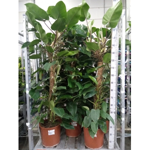 Philodendron  'Red Emerald'