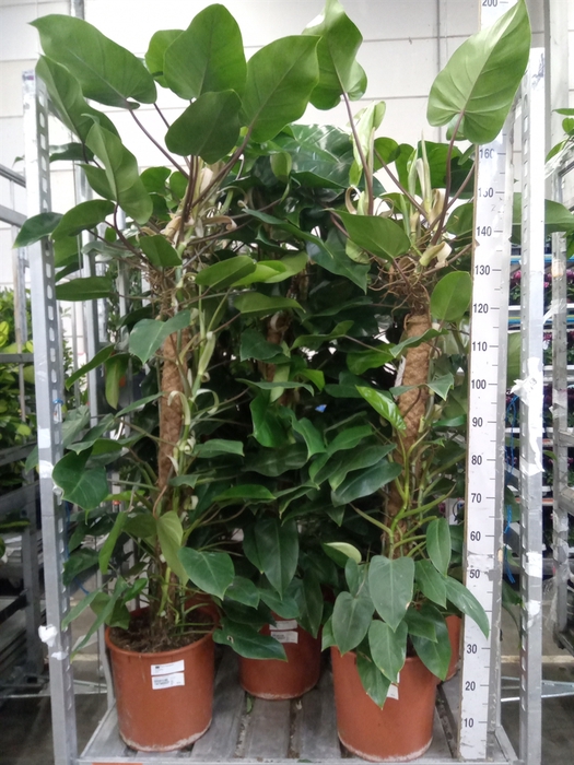 <h4>Philodendron  'Red Emerald'</h4>