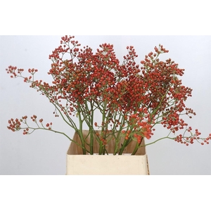 Rozenbottel Autumn Rosefruits Gold