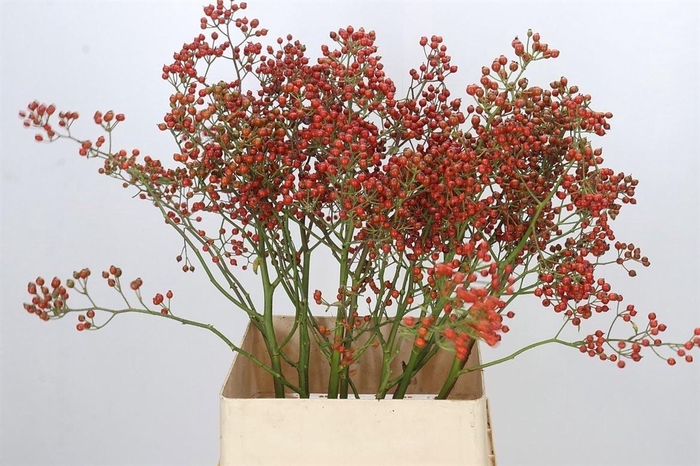 <h4>Rozenbottel Autumn Rosefruits Gold</h4>