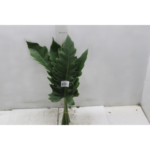FOLHAGEM PHILODENDRON RING OF FIRE 020 CM