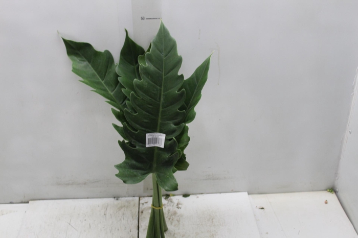 FOLHAGEM PHILODENDRON RING OF FIRE 020 CM