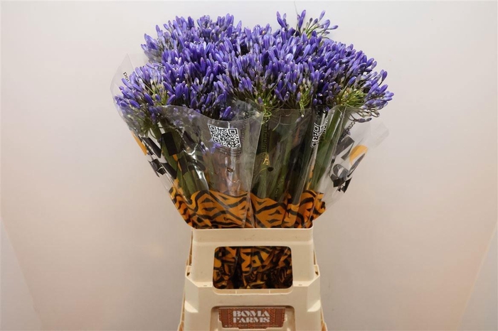 <h4>AGAP BLUE HEAVEN</h4>