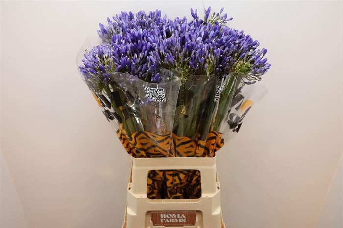 <h4>AGAP BLUE HEAVEN</h4>