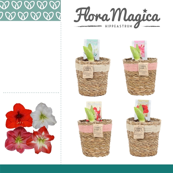 <h4>Amaryllis Mix 2 Knop in Gaby mand</h4>