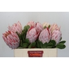 Protea Cynaroides