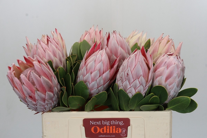 Protea Cynaroides
