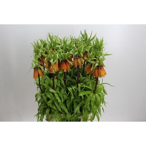 Fritillaria Imperialis Orange Beauty