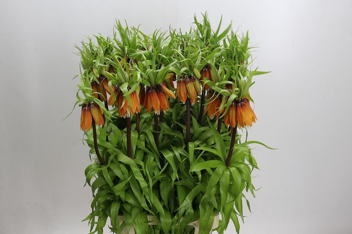 <h4>Fritillaria Imperialis Orange Beauty</h4>