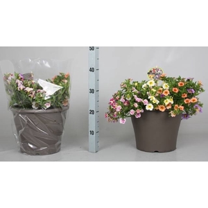 CALIB MINIF GEM POT