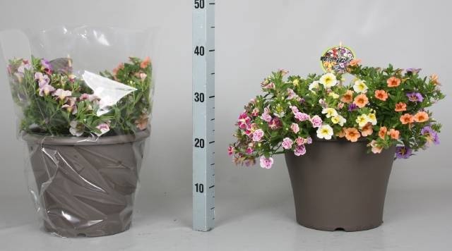 <h4>CALIB MINIF GEM POT</h4>