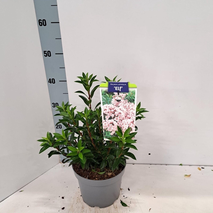 <h4>Kalmia latifolia</h4>