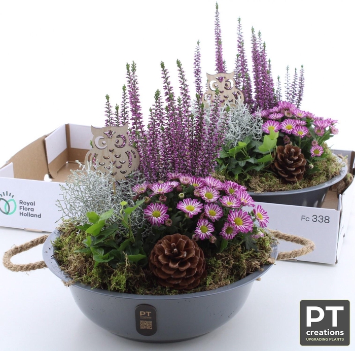 <h4>ARR TUINPLANTEN</h4>