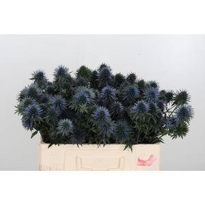 Eryn Scorpiu Questar