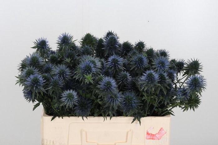 <h4>Eryn Scorpiu Questar</h4>