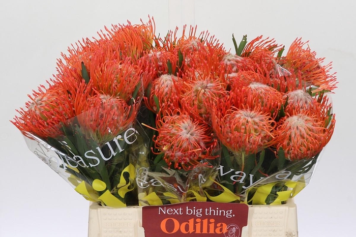 <h4>Nutans Tango</h4>