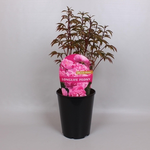 Paeonia Premium Longlife 26CM Roze