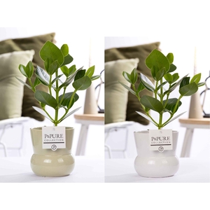 Clusia Rosea Princess in P&PURE Plant Vase Maxima ass. 2