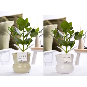 Clusia Rosea Princess in P&PURE Plant Vase Maxima ass. 2