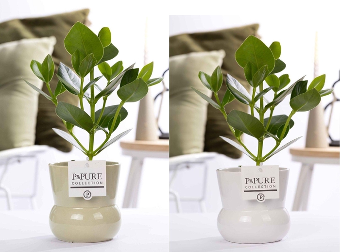 <h4>Clusia Rosea Princess in P&PURE Plant Vase Maxima ass. 2</h4>