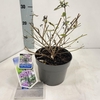 Buddleja