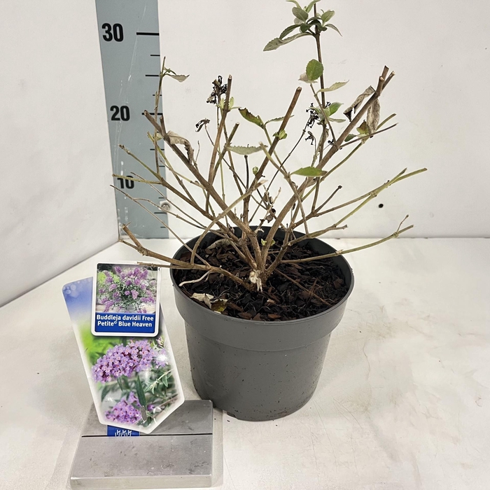 Buddleja
