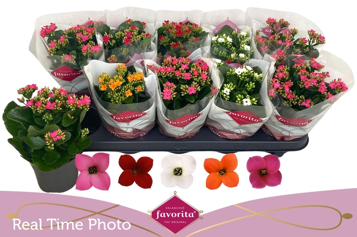 <h4>KAL EN GEM 5 KL</h4>