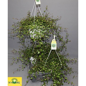 Muehlenbeckia complexa Maori 22Ø 35cm